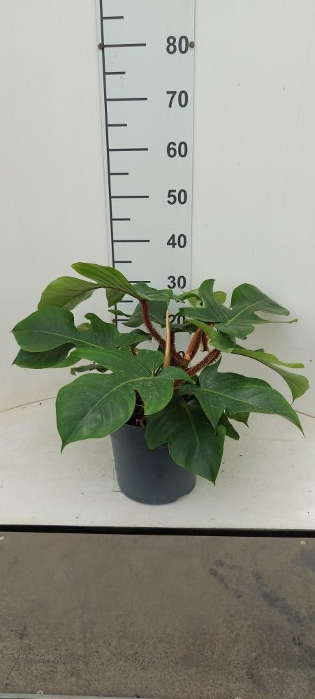 Горшечные цветы и растения оптом Philodendron Squamiferum от 1шт из Голландии с доставкой по России