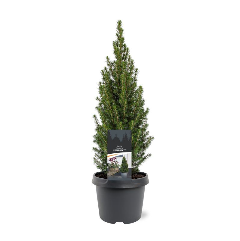 Горшечные цветы и растения оптом Picea Glauca Perfecta от 1шт из Голландии с доставкой по России