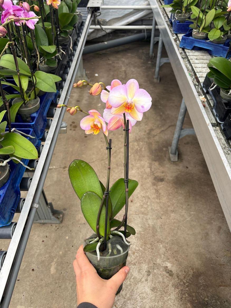 Горшечные цветы и растения оптом Phal 2st Pastello (opti) от 6шт из Голландии с доставкой по России