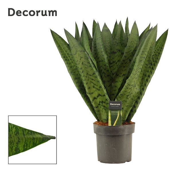 Горшечные цветы и растения оптом Sansevieria Zeylanica Fan (decorum) от 6шт из Голландии с доставкой по России