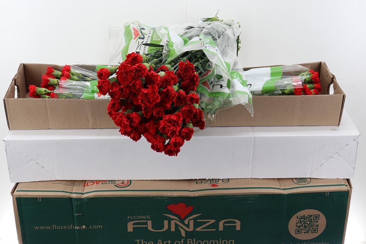 Срезанные цветы оптом Dianthus st red soho от 160шт из Голландии с доставкой по России