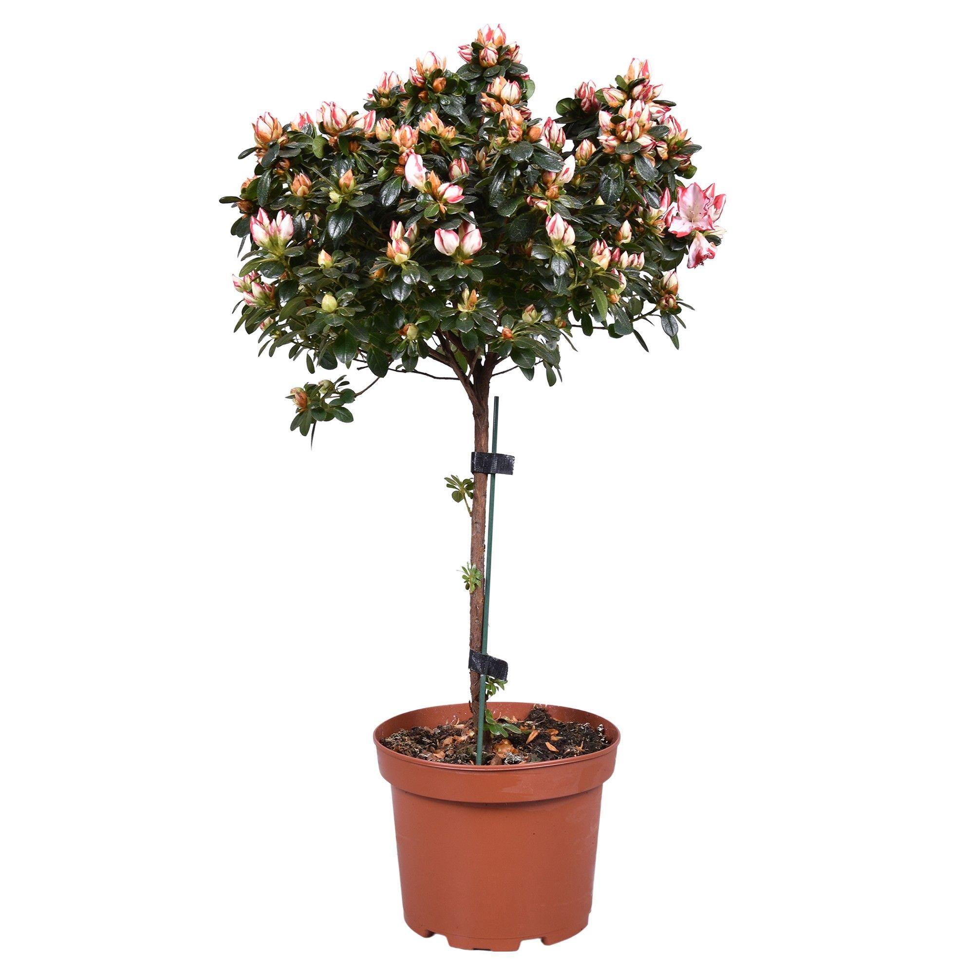 Горшечные цветы и растения оптом Azalea On Stem Sachsenstern Bicolor Red-white от 3шт из Голландии с доставкой по России