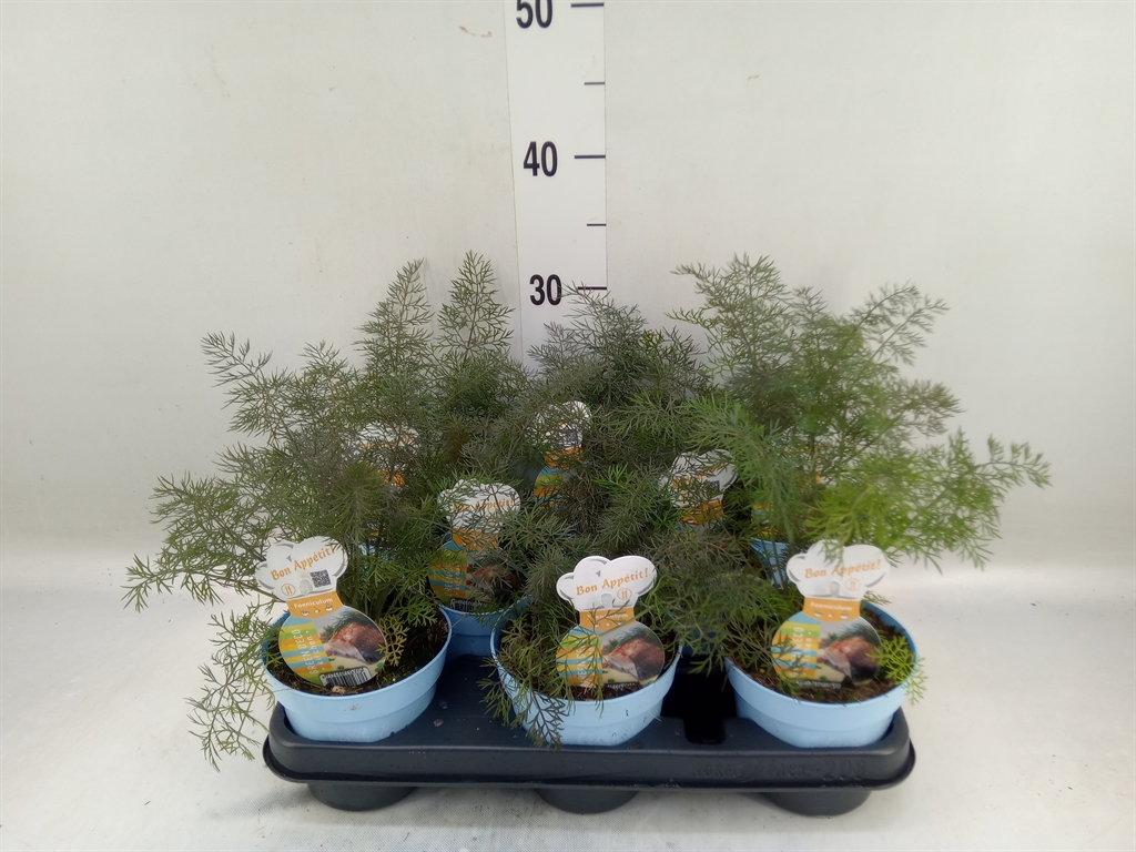 Горшечные цветы и растения оптом Foeniculum Vulgare   ... от 8шт из Голландии с доставкой по России