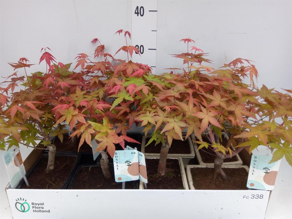 Горшечные цветы и растения оптом Bonsai   ... от 8шт из Голландии с доставкой по России