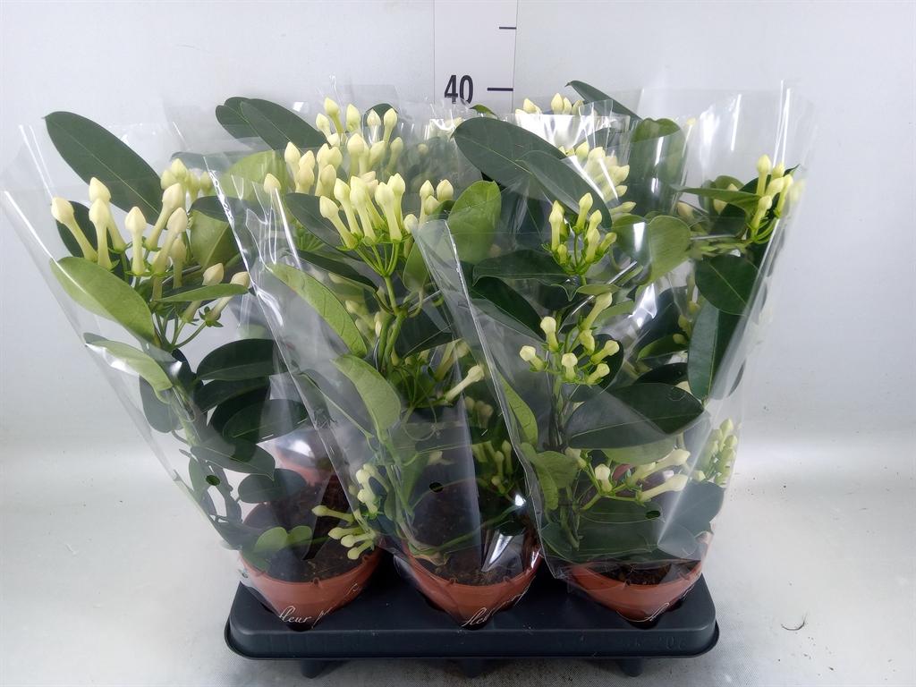 Горшечные цветы и растения оптом Stephanotis Floribunda   ... от 6шт' из Голландии с доставкой по России