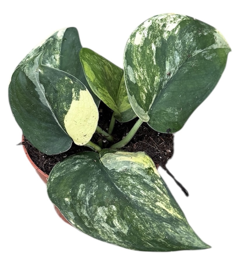 Горшечные цветы и растения оптом Scindapsus Jade Satin Aurea от 1шт из Голландии с доставкой по России