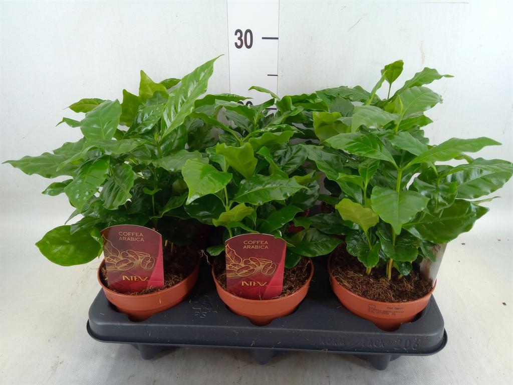 Горшечные цветы и растения оптом Coffea Arabica от 6шт из Голландии с доставкой по России