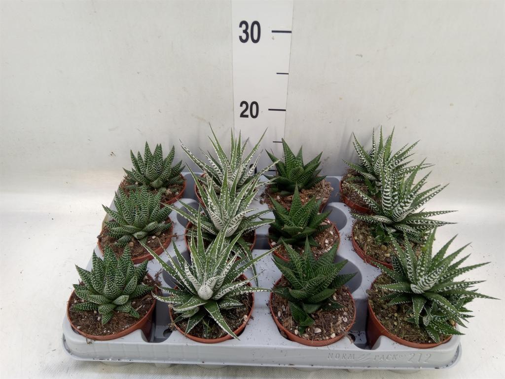 Горшечные цветы и растения оптом Haworthia   ...mix от 12шт (для телеги) из Голландии с доставкой по России