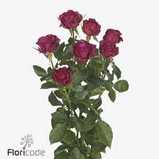 Срезанные цветы оптом Rosa sp cheyenne от 50шт из Голландии с доставкой по России