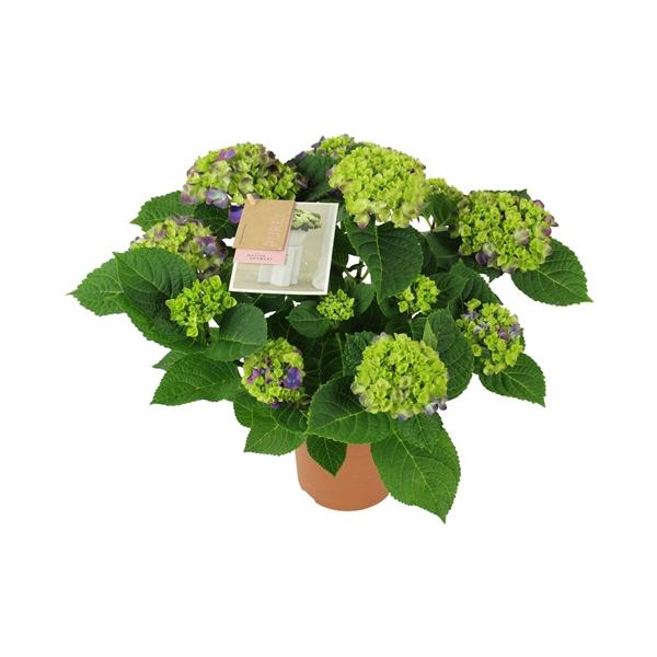 Горшечные цветы и растения оптом Hydrangea Ma Ningbo Lila 9+ от 6шт из Голландии с доставкой по России