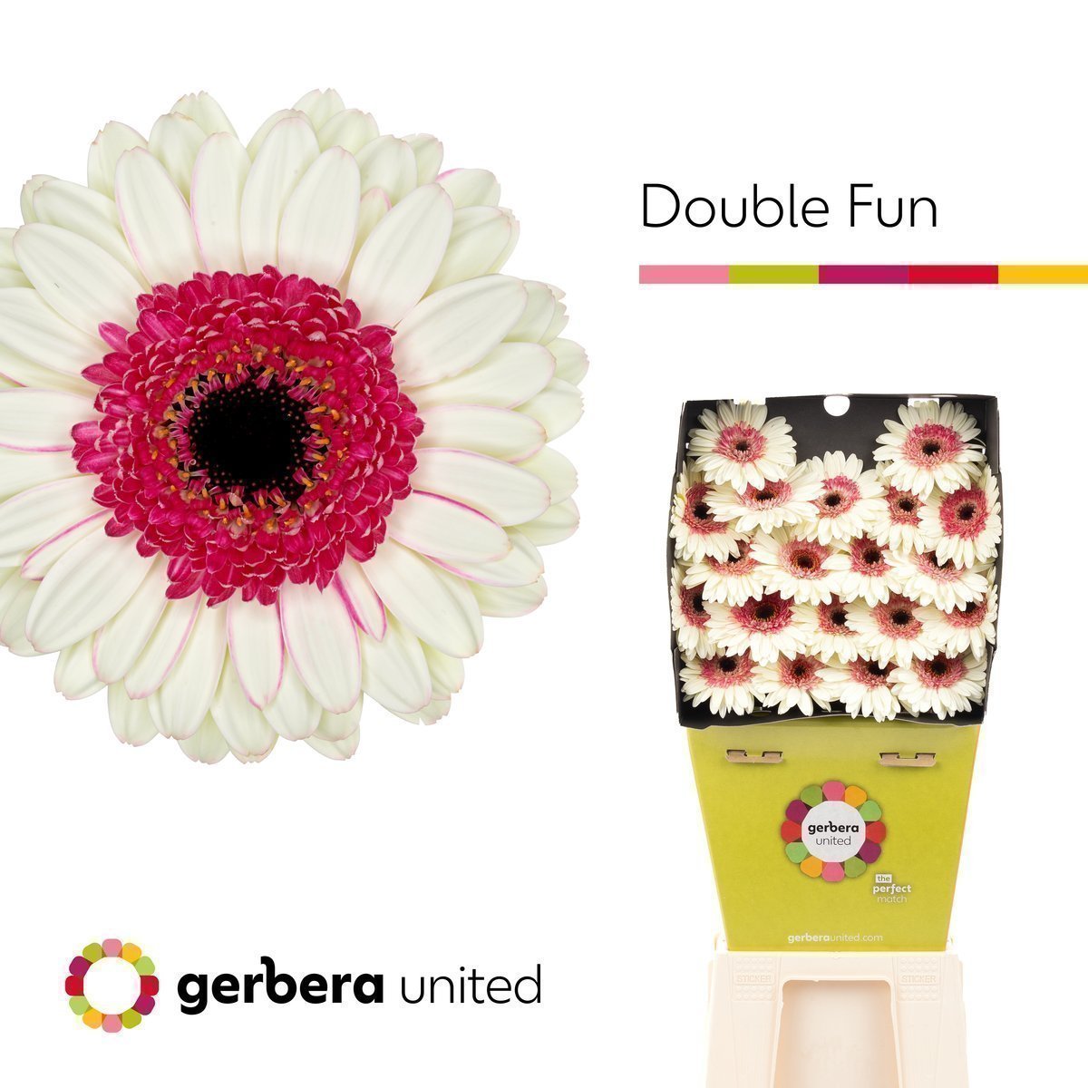 Срезанные цветы оптом Germini diamond double fun от 20шт из Голландии с доставкой по России