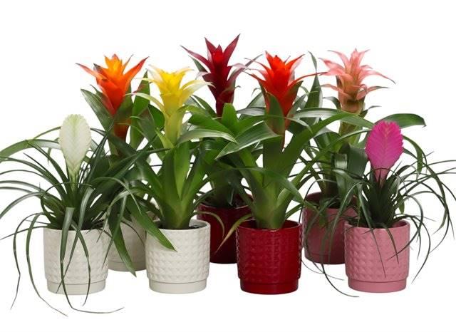 Горшечные цветы и растения оптом Bromelia Gemengd In 3 Kl. Ruit Keramiek от 8шт из Голландии с доставкой по России