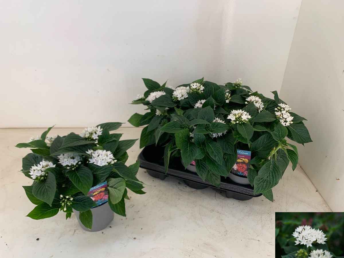 Горшечные цветы и растения оптом Pent Starcluster Whi от 6шт из Голландии с доставкой по России