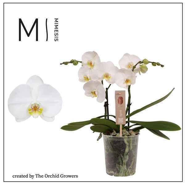 Горшечные цветы и растения оптом Phal 2st Spirit White 16+ (orchid Growers) от 6шт из Голландии с доставкой по России