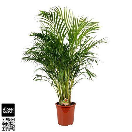 Горшечные цветы и растения оптом Dypsis Lutescens P24 от 1шт из Голландии с доставкой по России