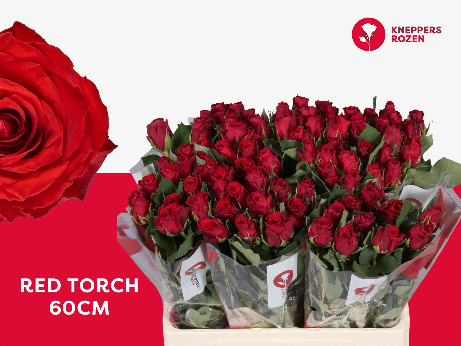 Срезанные цветы оптом Rosa la red torch от 80шт из Голландии с доставкой по России