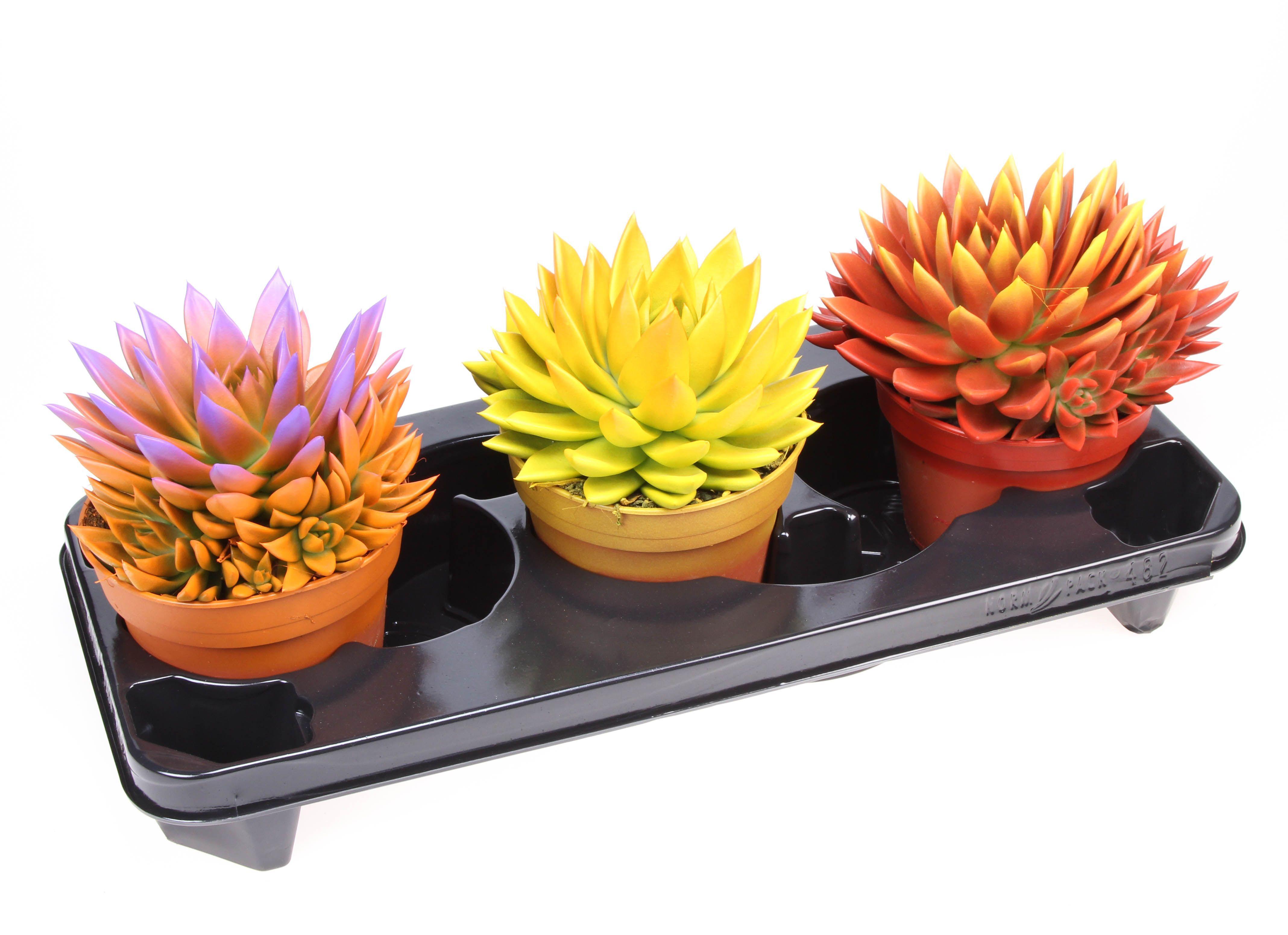 Горшечные цветы и растения оптом Echeveria Rainbow Bicolor от 3шт из Голландии с доставкой по России