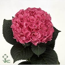 Срезанные цветы оптом Hydrangea glowing alps от 10шт из Голландии с доставкой по России