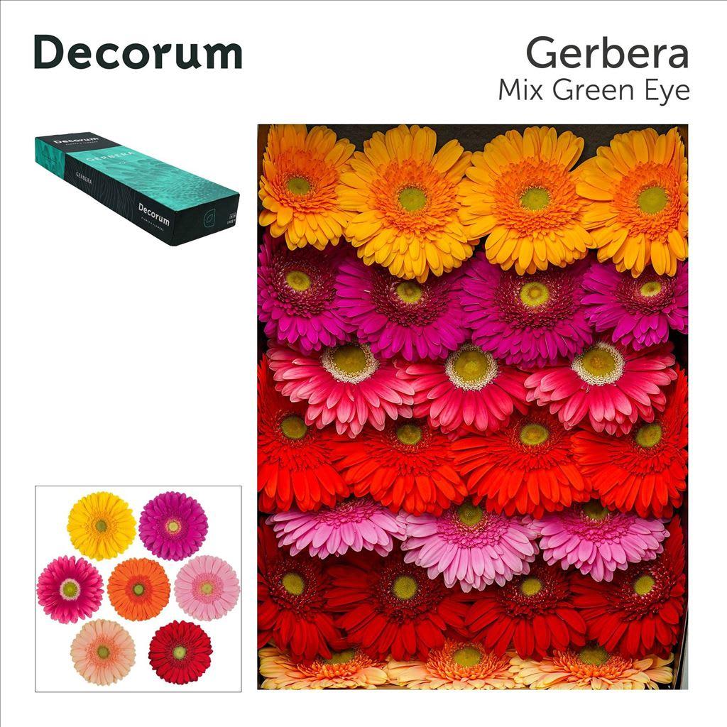 Срезанные цветы оптом Gerbera mix green eye от 50шт из Голландии с доставкой по России