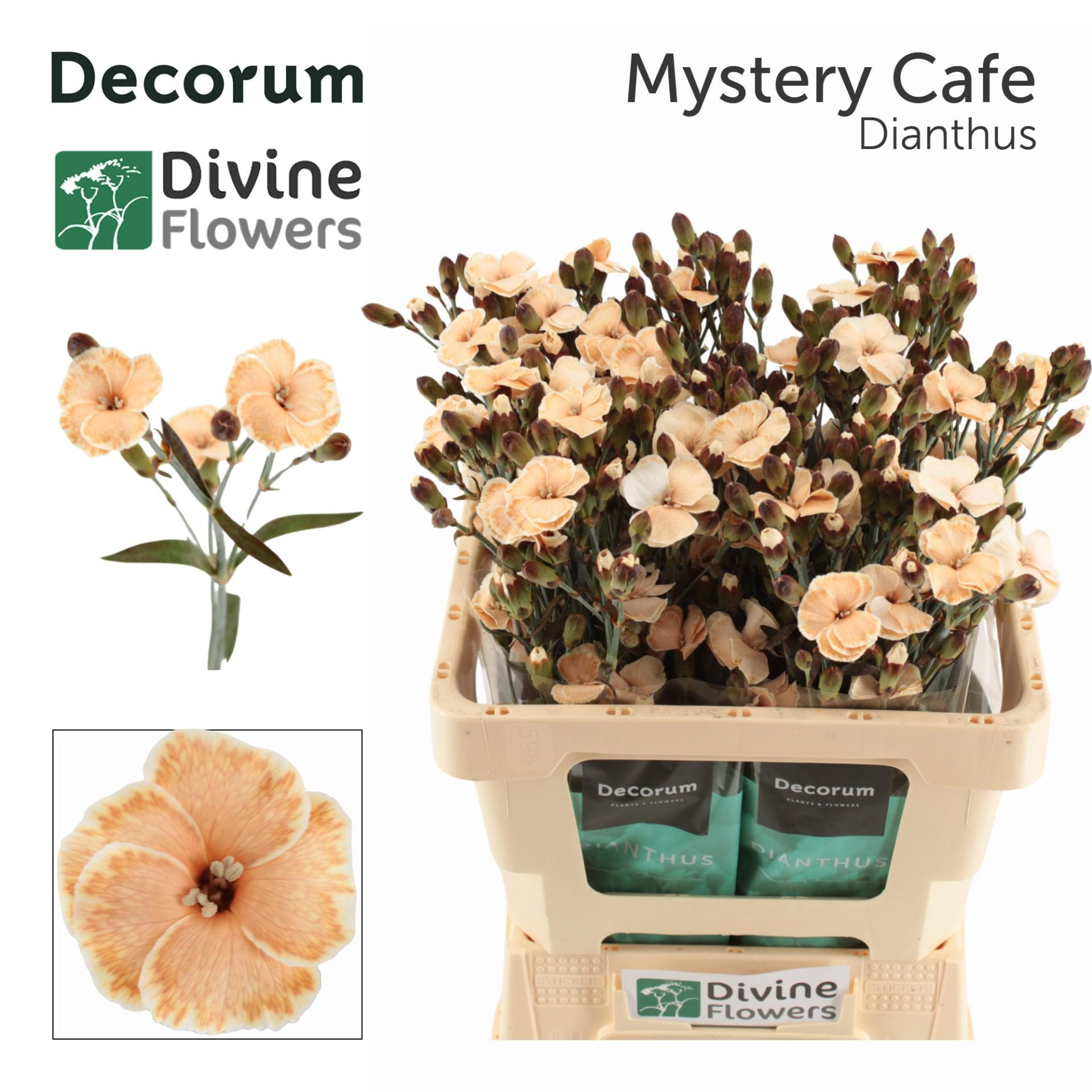 Срезанные цветы оптом Dianthus sp paint solomio latte от 60шт.. из Голландии с доставкой по России