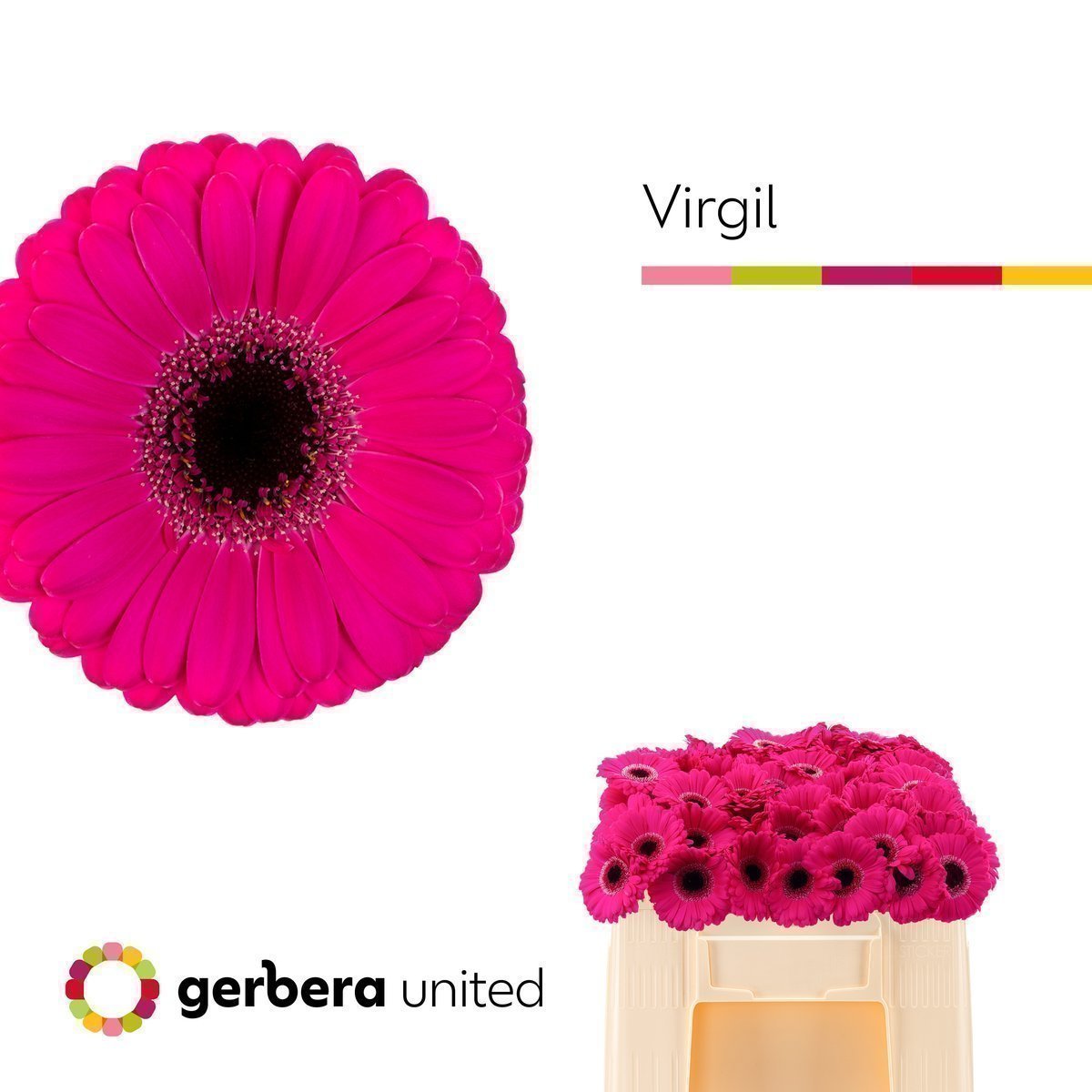 Срезанные цветы оптом Germini virgil+ от 80шт. из Голландии с доставкой по России