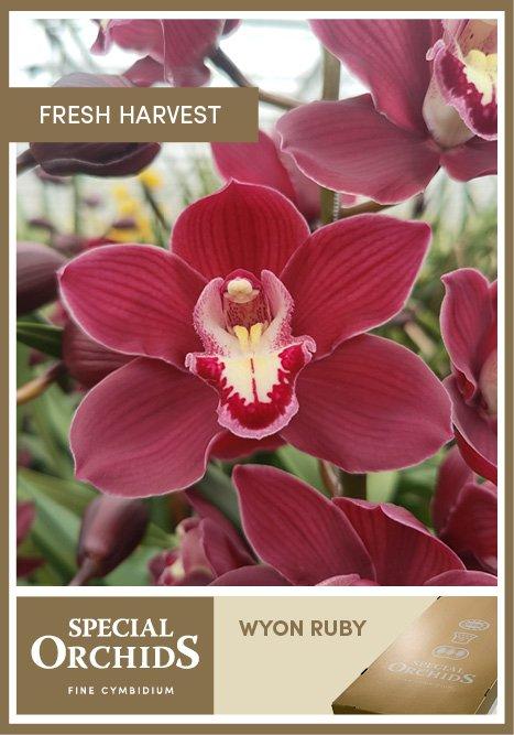 Срезанные цветы оптом Cymbidium red wyon ruby от 4шт из Голландии с доставкой по России