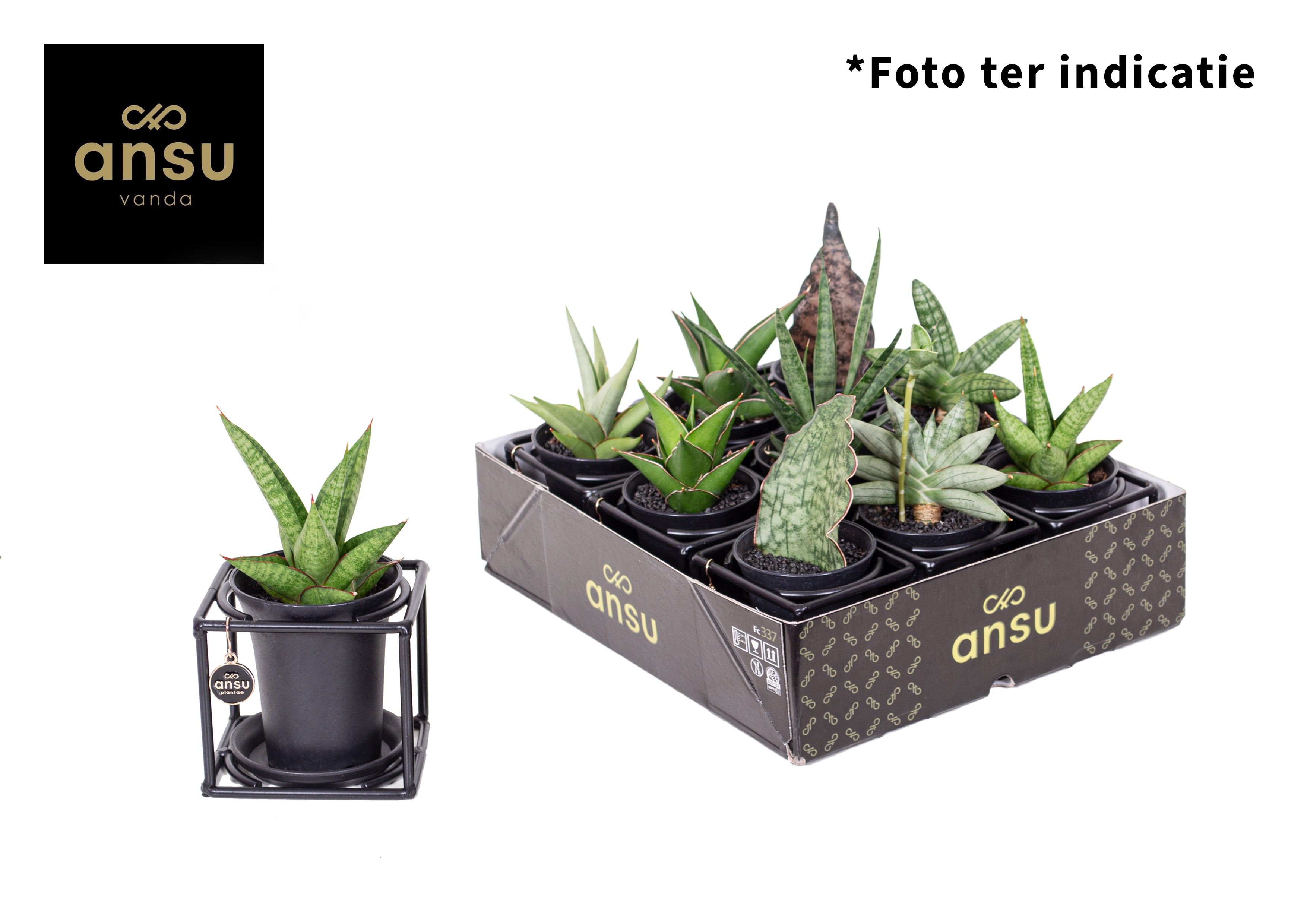 Горшечные цветы и растения оптом Sansevieria In Design Frame Mix от 9шт из Голландии с доставкой по России