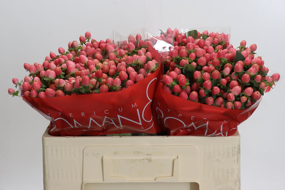 Срезанные цветы оптом Hypericum sweet romance от 100шт из Голландии с доставкой по России