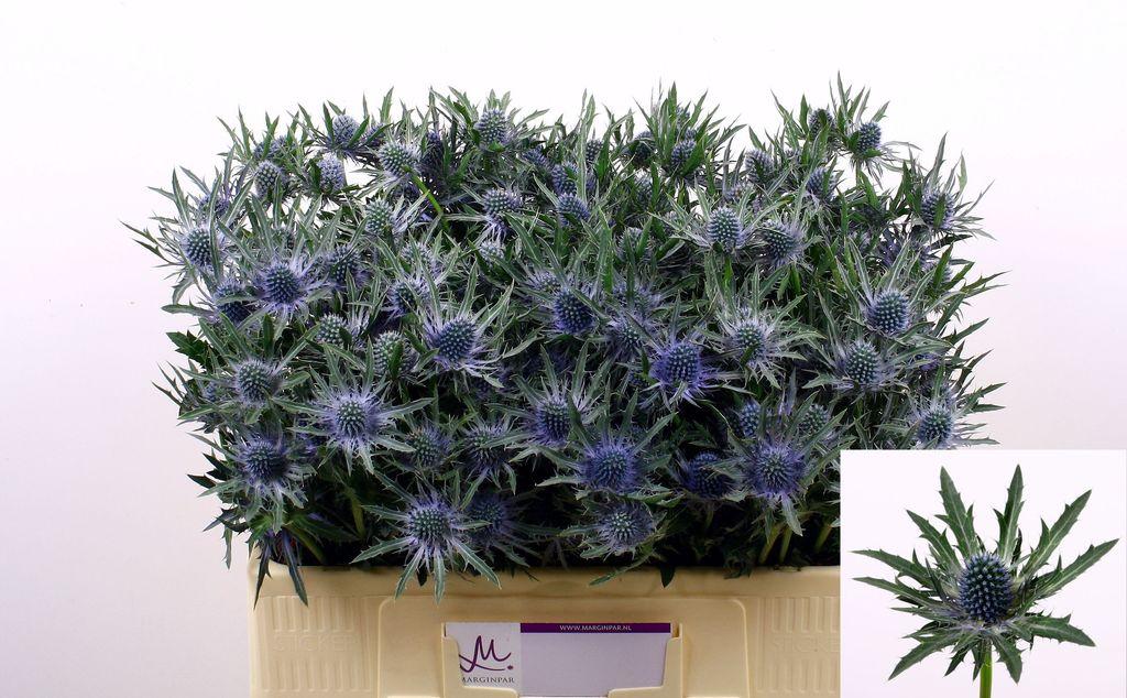 Срезанные цветы оптом Eryngium orion от 60шт. из Голландии с доставкой по России