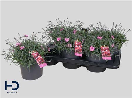 Горшечные цветы и растения оптом ** Dian Mo Frost Pi Twin * Spring Deal * от 6шт из Голландии с доставкой по России
