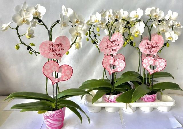 Горшечные цветы и растения оптом Phal Ov Wit от 4шт из Голландии с доставкой по России