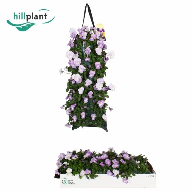 Горшечные цветы и растения оптом Vio Co Em Lavend Pin от 2шт из Голландии с доставкой по России