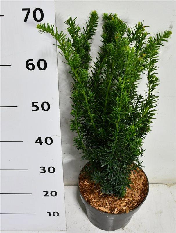 Горшечные цветы и растения оптом Taxus Cuspidata Nana от 1шт из Голландии с доставкой по России