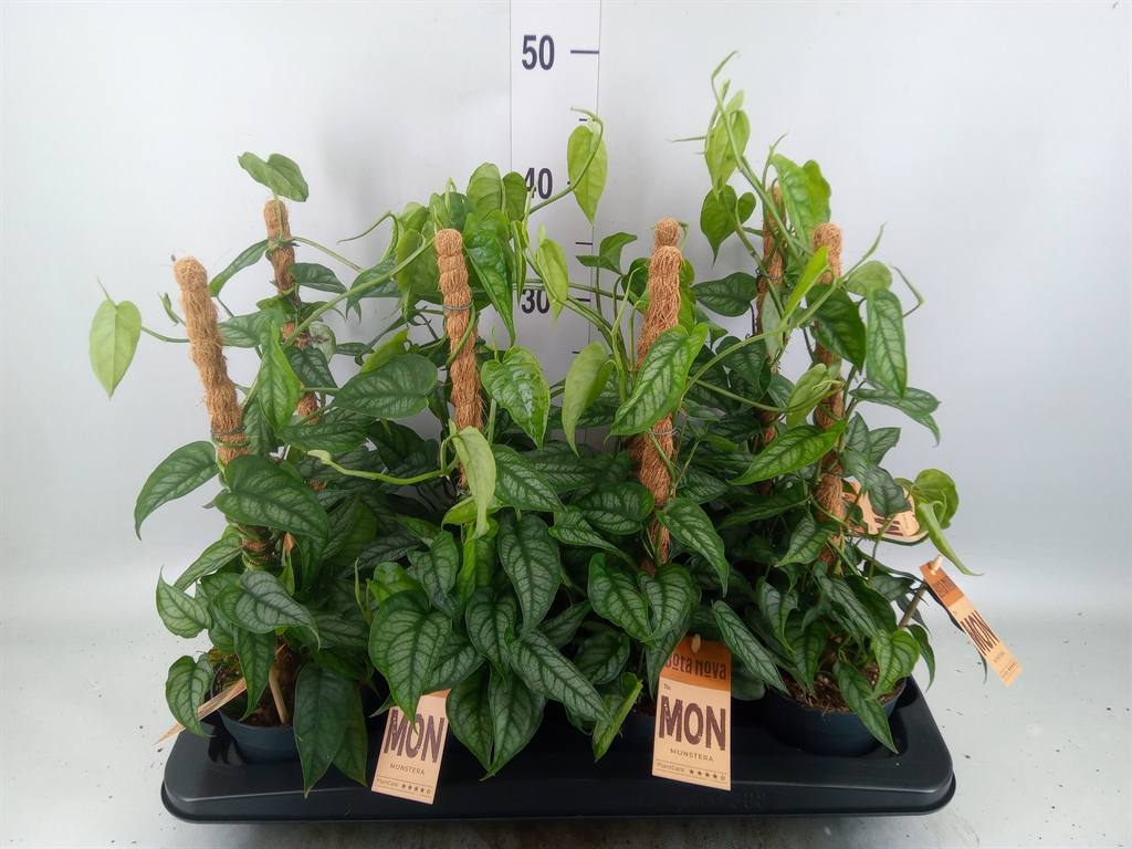 Горшечные цветы и растения оптом Monstera Siltepecana от 8шт из Голландии с доставкой по России