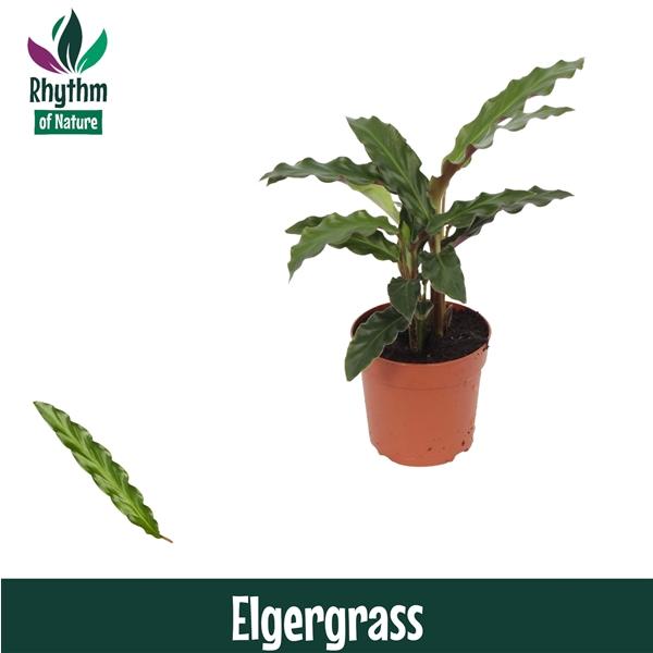 Горшечные цветы и растения оптом Calathea Elgergrass от 16шт (для телеги) из Голландии с доставкой по России
