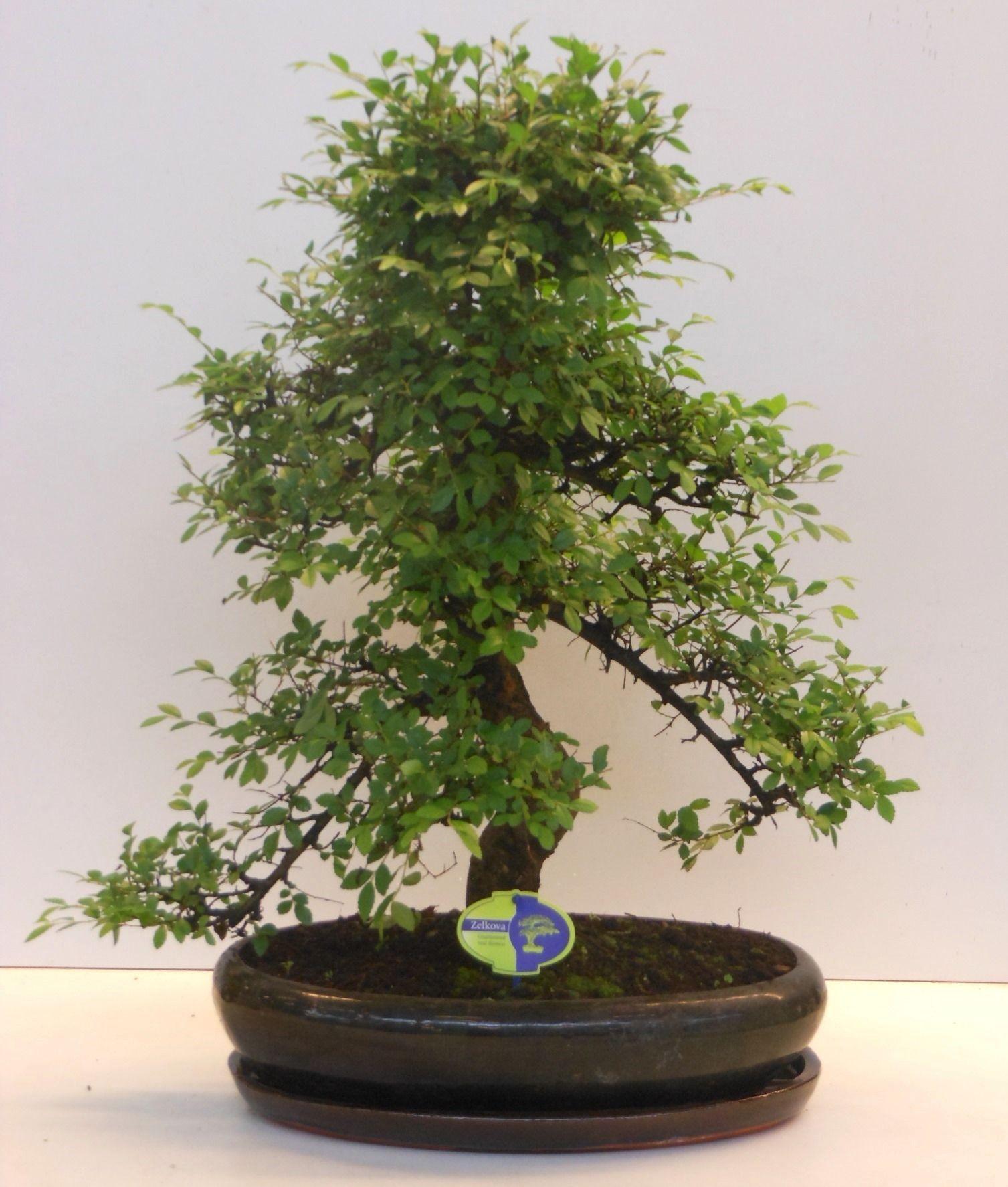 Горшечные цветы и растения оптом Bonsai Zelkova Parvifolia Shape With Driptray от 1шт из Голландии с доставкой по России