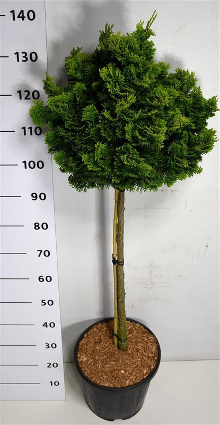 Горшечные цветы и растения оптом Chamaecyparis Obt Aurora On Stem от 1шт из Голландии с доставкой по России