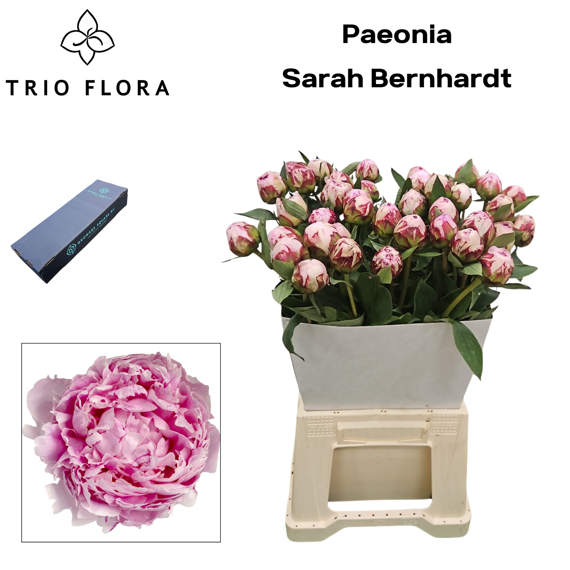 Срезанные цветы оптом Paeonia sarah bernhardt от 120шт из Голландии с доставкой по России