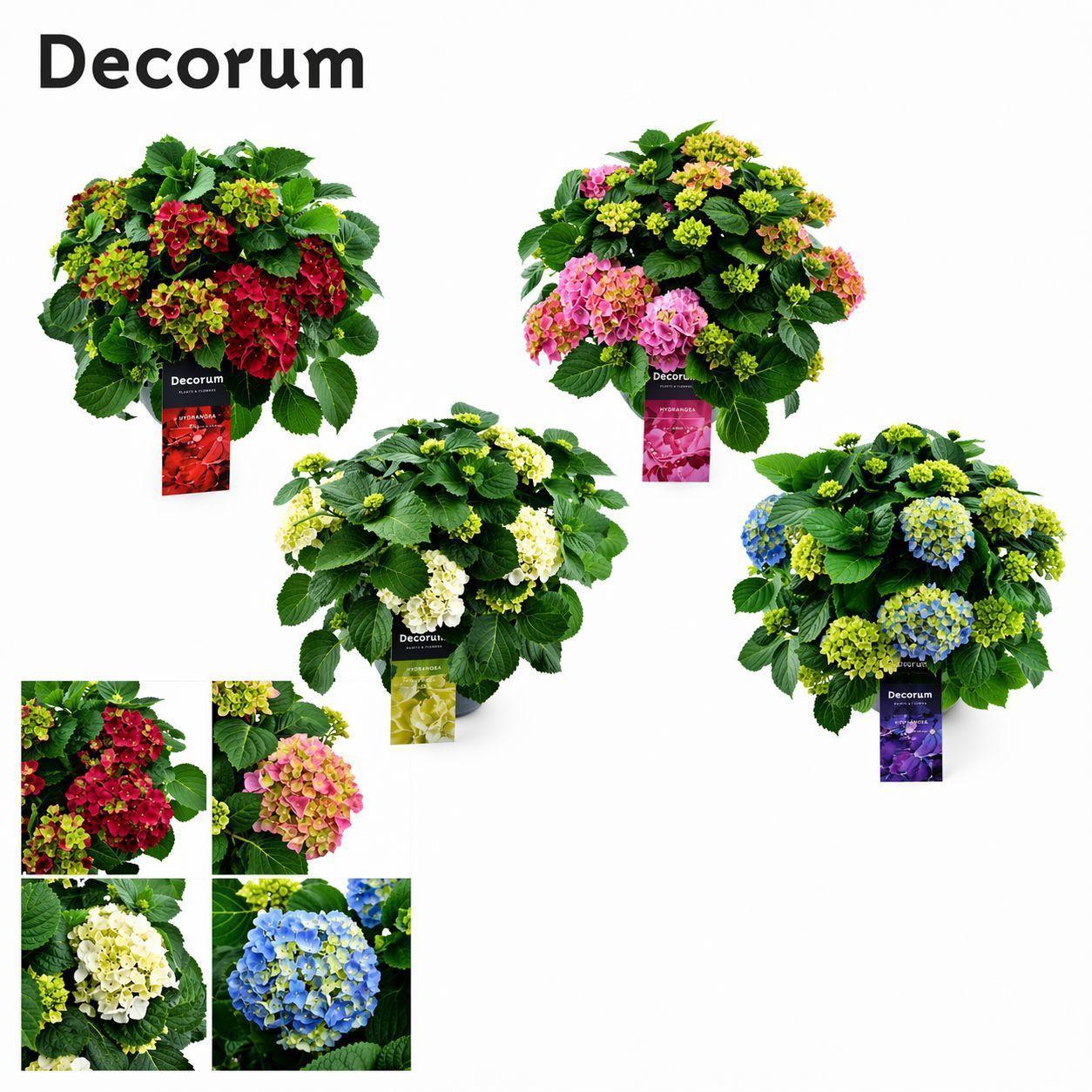 Горшечные цветы и растения оптом Hydrangea Schaal Diverse Kleuren Per Kar (decorum) от 1шт из Голландии с доставкой по России