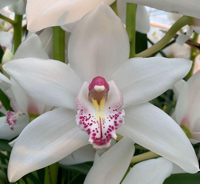 Срезанные цветы оптом Cymbidium white queen sophie от 12шт из Голландии с доставкой по России