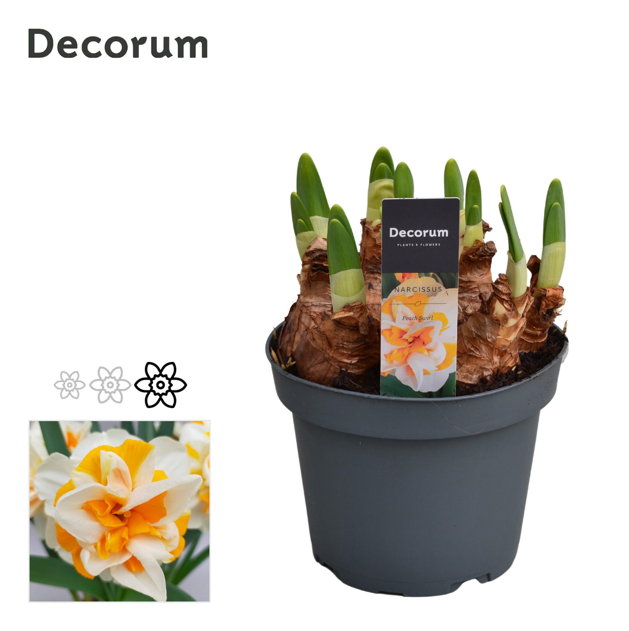 Горшечные цветы и растения оптом Narcissus Peach Swirl (decorum) от 9шт из Голландии с доставкой по России