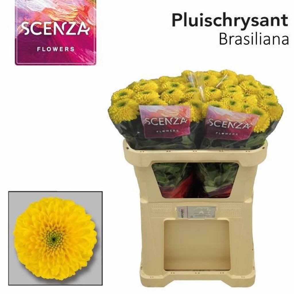 Срезанные цветы оптом Chrys bl brasiliana от 40шт. из Голландии с доставкой по России