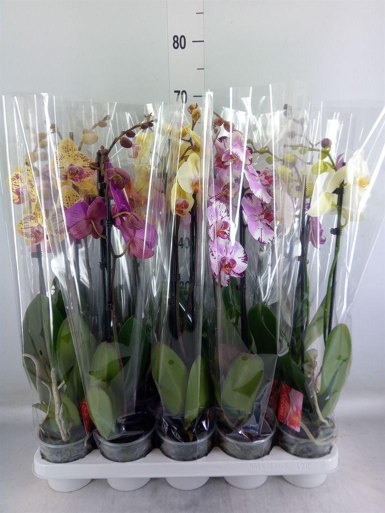 Горшечные цветы и растения оптом Phalaenopsis   ...mix от 10шт из Голландии с доставкой по России