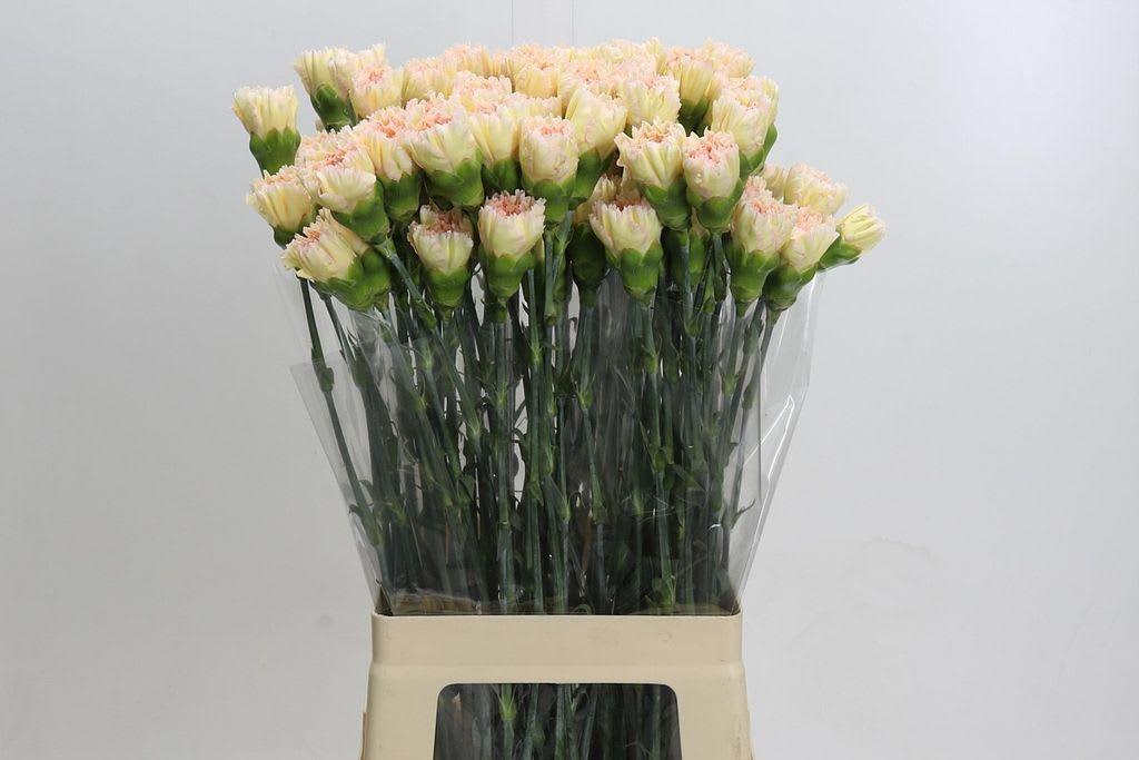 Срезанные цветы оптом Dianthus st hoh xil от 100шт из Голландии с доставкой по России