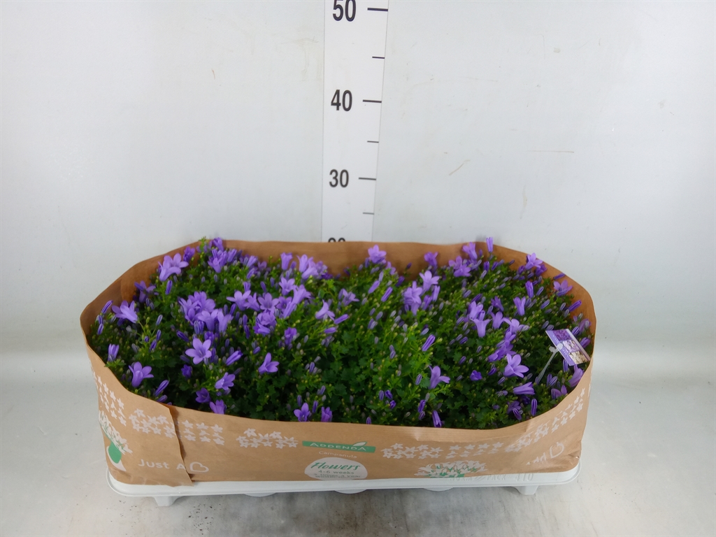 Горшечные цветы и растения оптом Campanula Porten. от 10шт (для телеги) из Голландии с доставкой по России