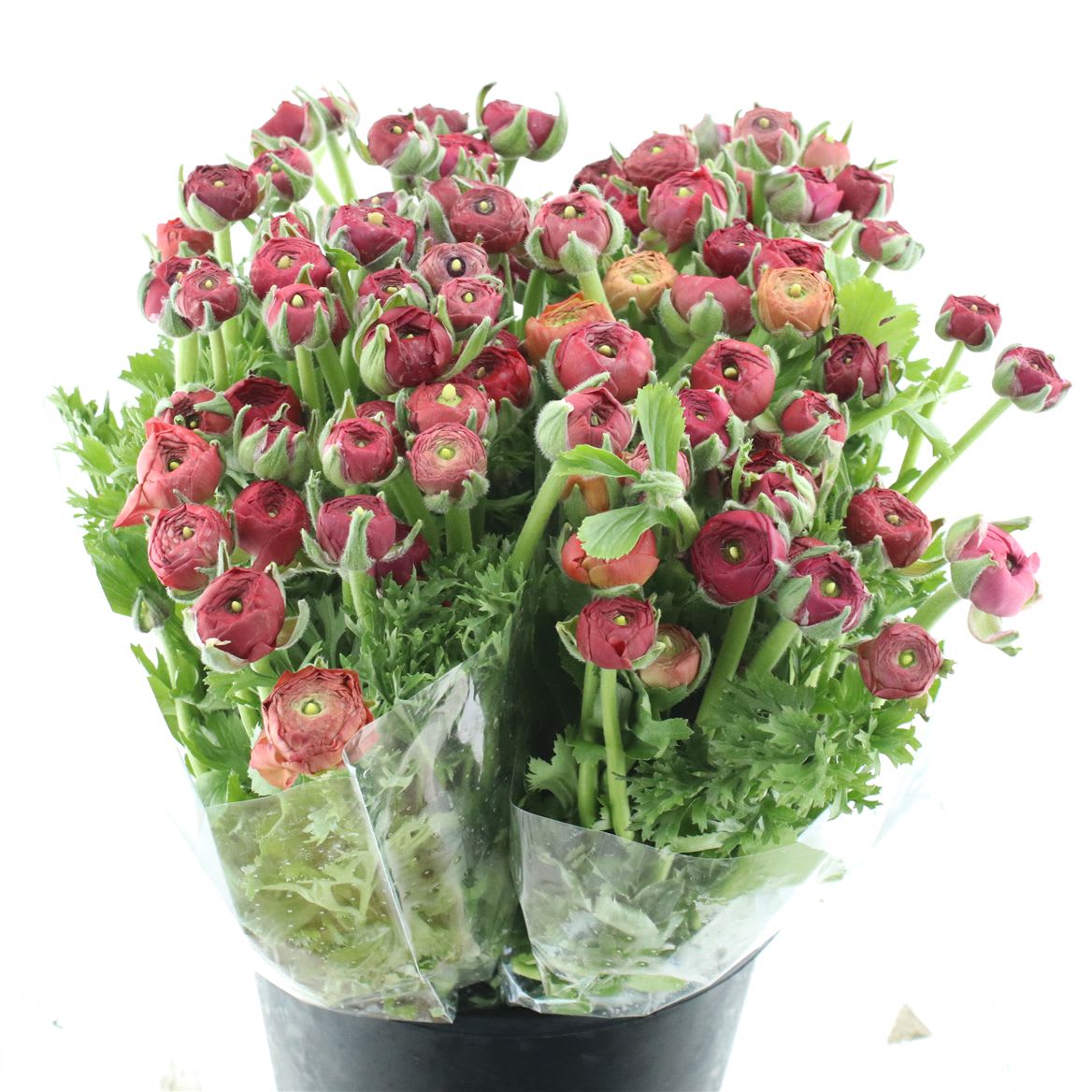 Срезанные цветы оптом Ranunculus elegance red от 100шт. из Голландии с доставкой по России
