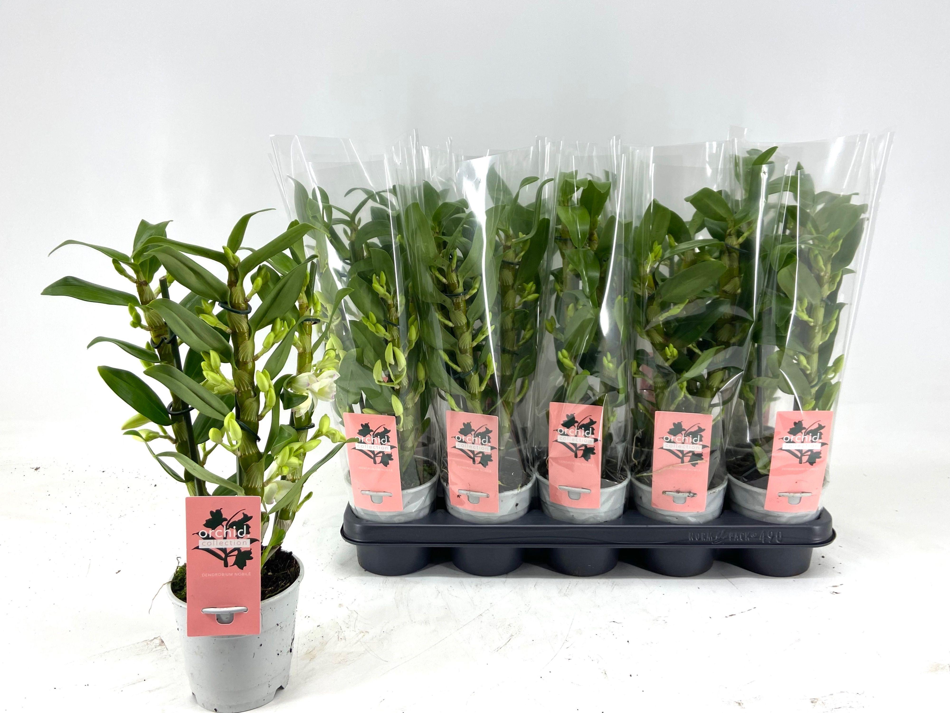 Горшечные цветы и растения оптом Dendr N Sc Apollon от 10шт из Голландии с доставкой по России