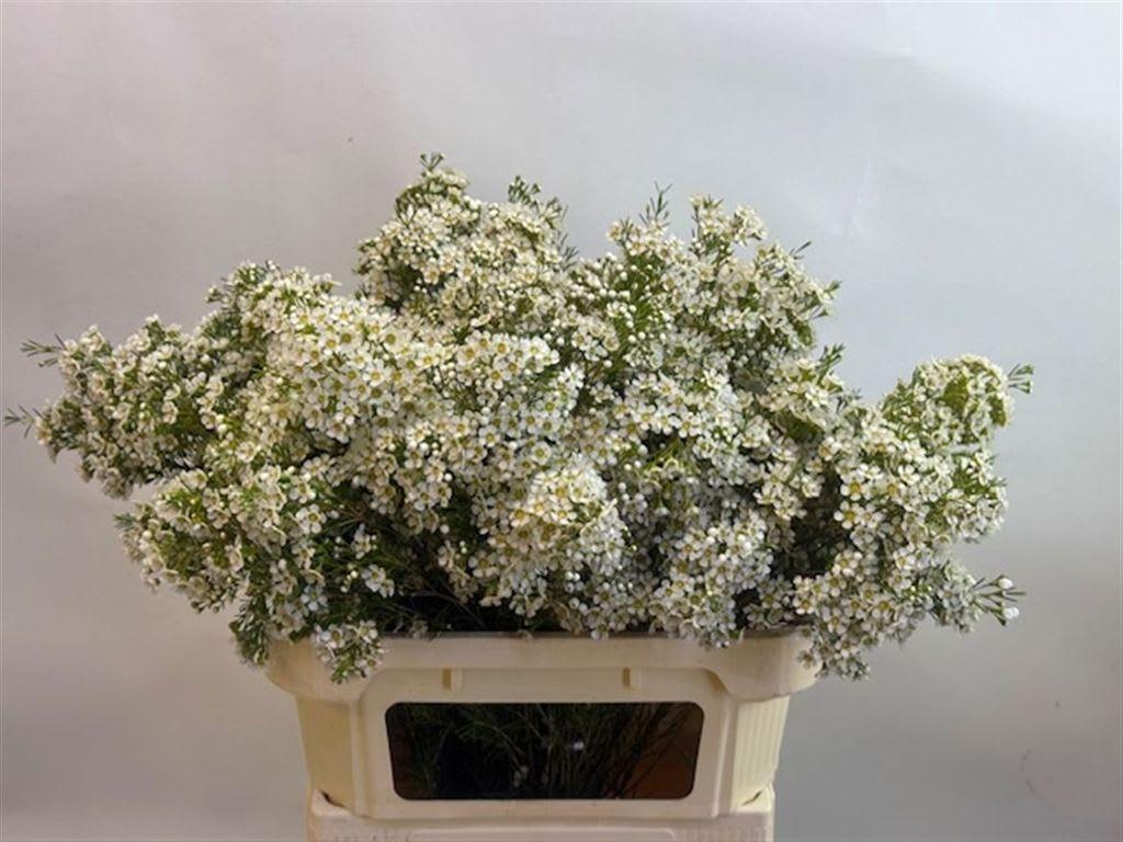 Срезанные цветы оптом Chamelaucium arbel от 25шт из Голландии с доставкой по России