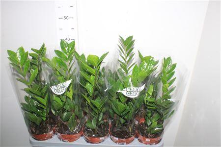 Горшечные цветы и растения оптом Zamio Zamiifolia 3+ от 10шт из Голландии с доставкой по России