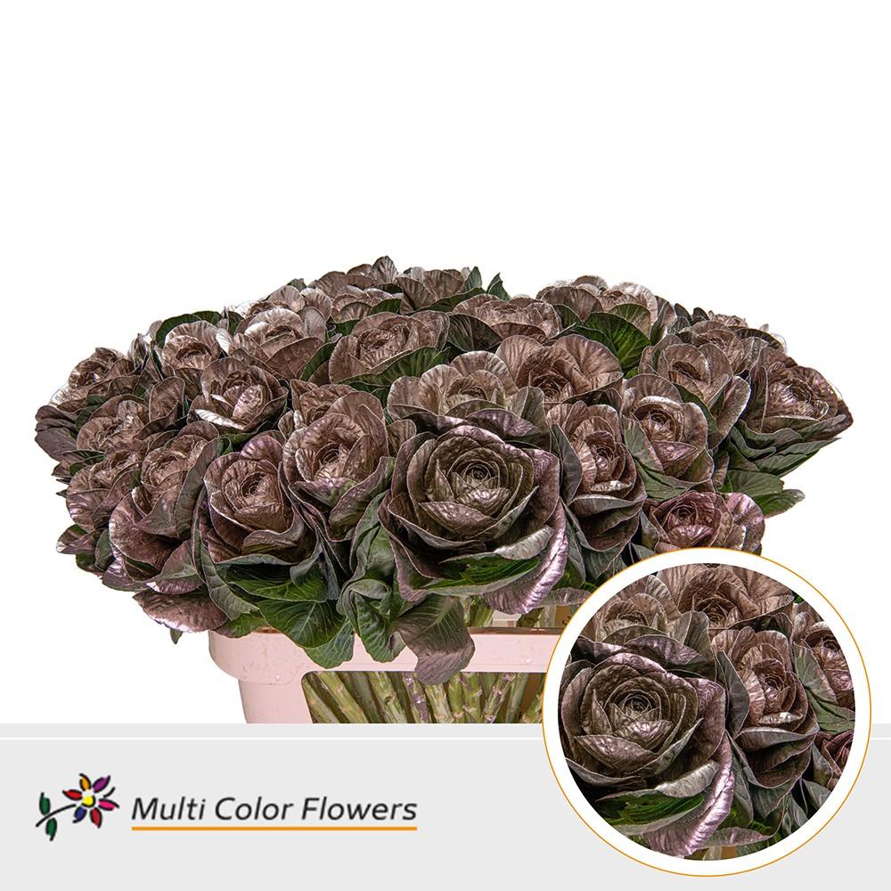 Срезанные цветы оптом Brassica paint champagne от 30шт из Голландии с доставкой по России